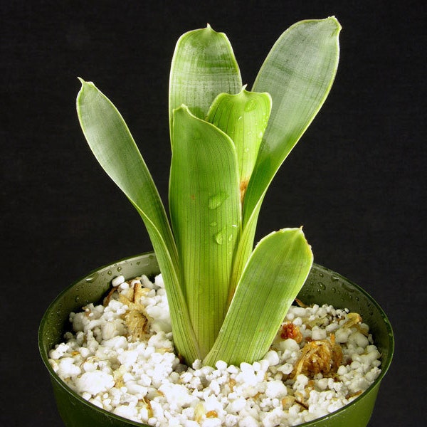 BROCCHINIA REDUCTA SEEDLING (potted)