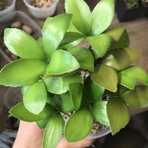 Puede incluir: Primer plano de una planta verde vibrante con múltiples hojas ovaladas. Las hojas tienen una superficie texturizada y están dispuestas en un patrón radial. La planta está en una maceta de plástico transparente, y el fondo está borroso.