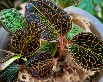 Anoectochilus Roxburghii Variegated (jewel Orchid) - Etsy