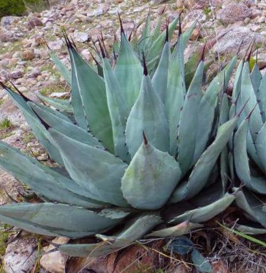 Agave Nickelsiae - Etsy