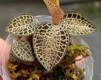 Anoectochilus roxburghii jewel orchid (small sized potted plant)