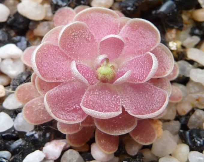 PINGUICULA DEBBERTIANA 1 PLANT Butterwort Fungus Gnats Etsy