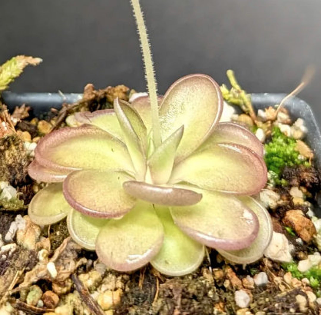 PINGUICULA Hemiepiphytica X Cyclosecta 1 Large PLANT Butterwort Fungus