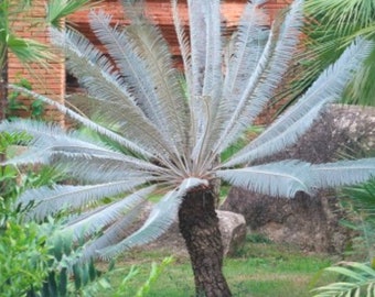 Cycas sp silver RARE semis de cycadales/dinosours