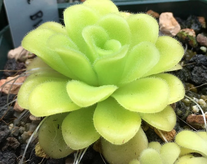 PINGUICULA AGNATA lobo 1 PLANT Butterwort Fungus Gnats Etsy