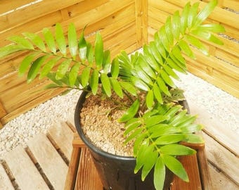 Zamia pygmaea, planta rara da família das cicas, de tamanho médio.