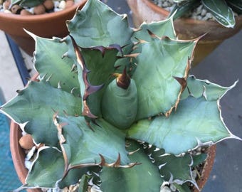 Agave Titanota 'Caesar' - アガベ チタノタ “シーザー” - 凱撒嚴龍