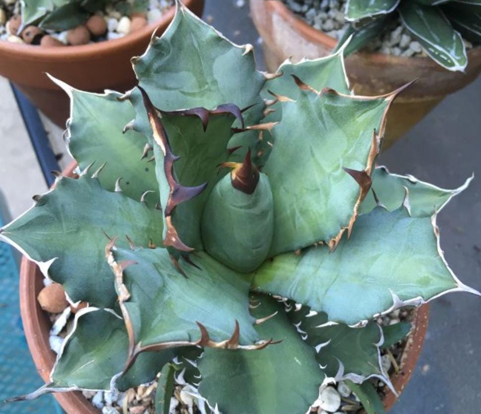 Agave Oteroi - Etsy