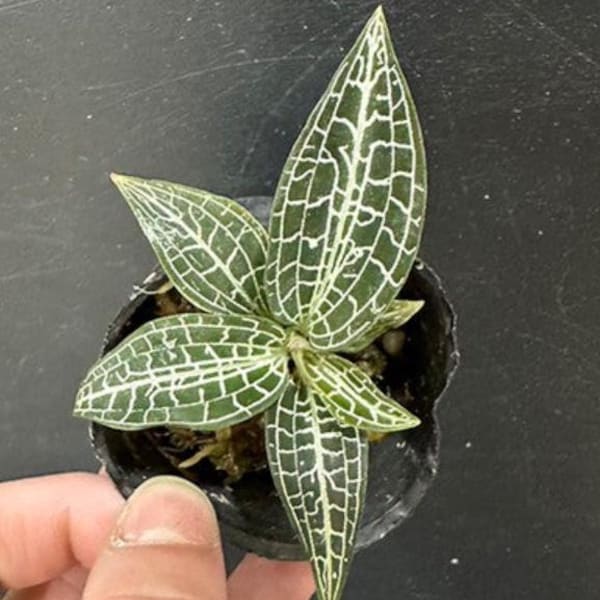 Goodyera hispida jewel orchid (small sized potted plant)
