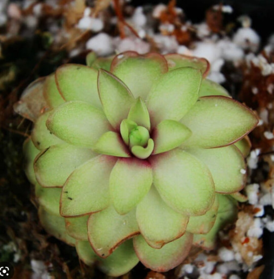 Pinguicula Seductora bare Root Tropical Butterwort Etsy