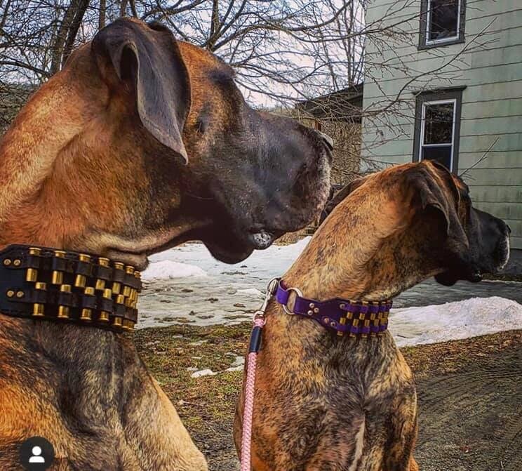 bullet dog collar