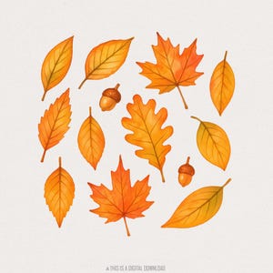 Herfstbladeren aquarel PNG, herfstblad clipart, handgetekende botanische PNG, esdoorn eiken eikel, Thanksgiving herfst PNG, Instant Download