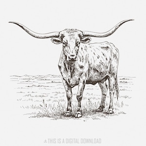 Texas Longhorn, PNG occidentale, design country cowboy cowgirl, animale ranch in stile vintage, grafica sublimatica sud-occidentale