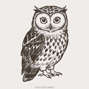 Eule PNG, digitaler Download für Sublimation, Drucke & POD, hochwertige Vektorkunst, Waldvogeldesign, sofortiger Download