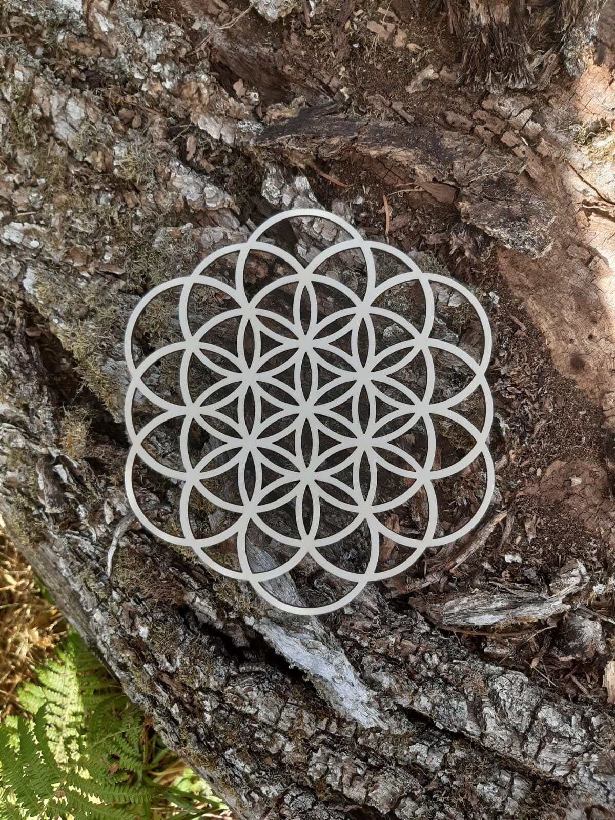 Dynamiseur Graine de Vie Ajournée