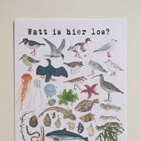 Watt is hier los? Übersichtskarte Wattenmeer, Tiere und Pflanzen im Wattenmeer,  Postkarte