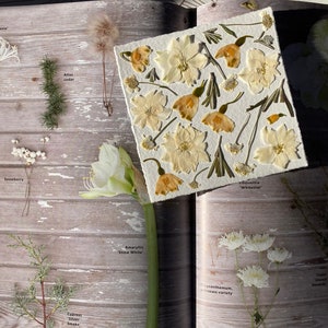 Herbier soleil d’hiver, herbier encadré de fleurs et feuilles séchées, créatrice française, ferme florale BotaniK, agriculture biologique