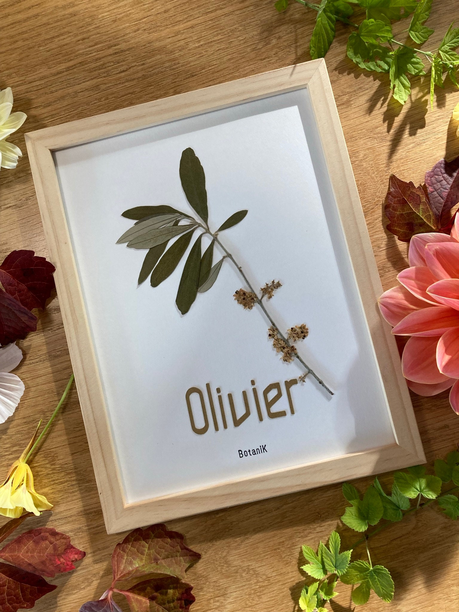 Herbier Botanique Branche d'olivier, Herbier Encadré de Fleurs et Feuilles Séchées, Créatrice França