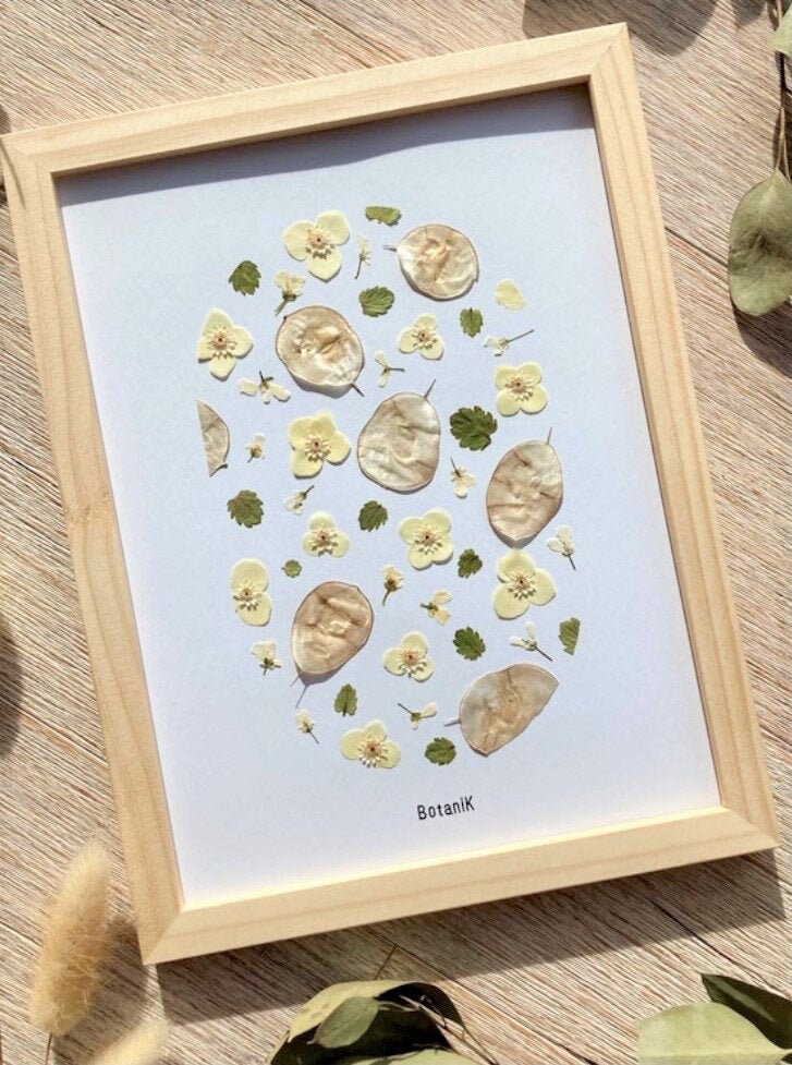 Herbier Monnaie Du Pape, Herbier Encadré de Fleurs et Feuilles Séchées, Créatrice Française, Botanik