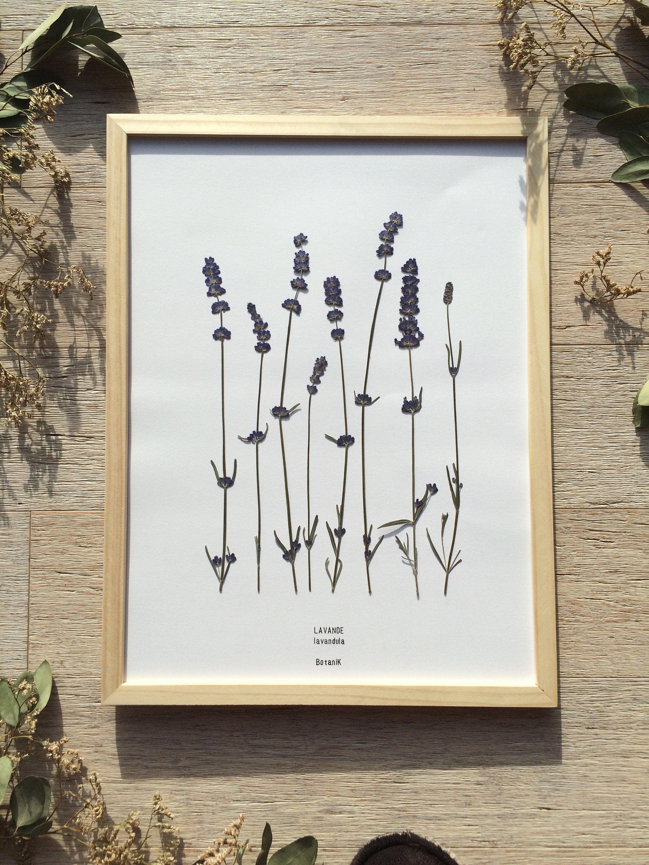 Herbier Botanique de Lavande, Herbier Encadré Fleurs et Feuilles Séchées, Créatrice Française, Botan