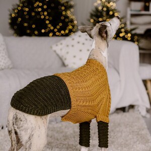May include: A grey and white dog wearing a mustard yellow and dark green knitted sweater. The dog is standing on a white shag carpet.