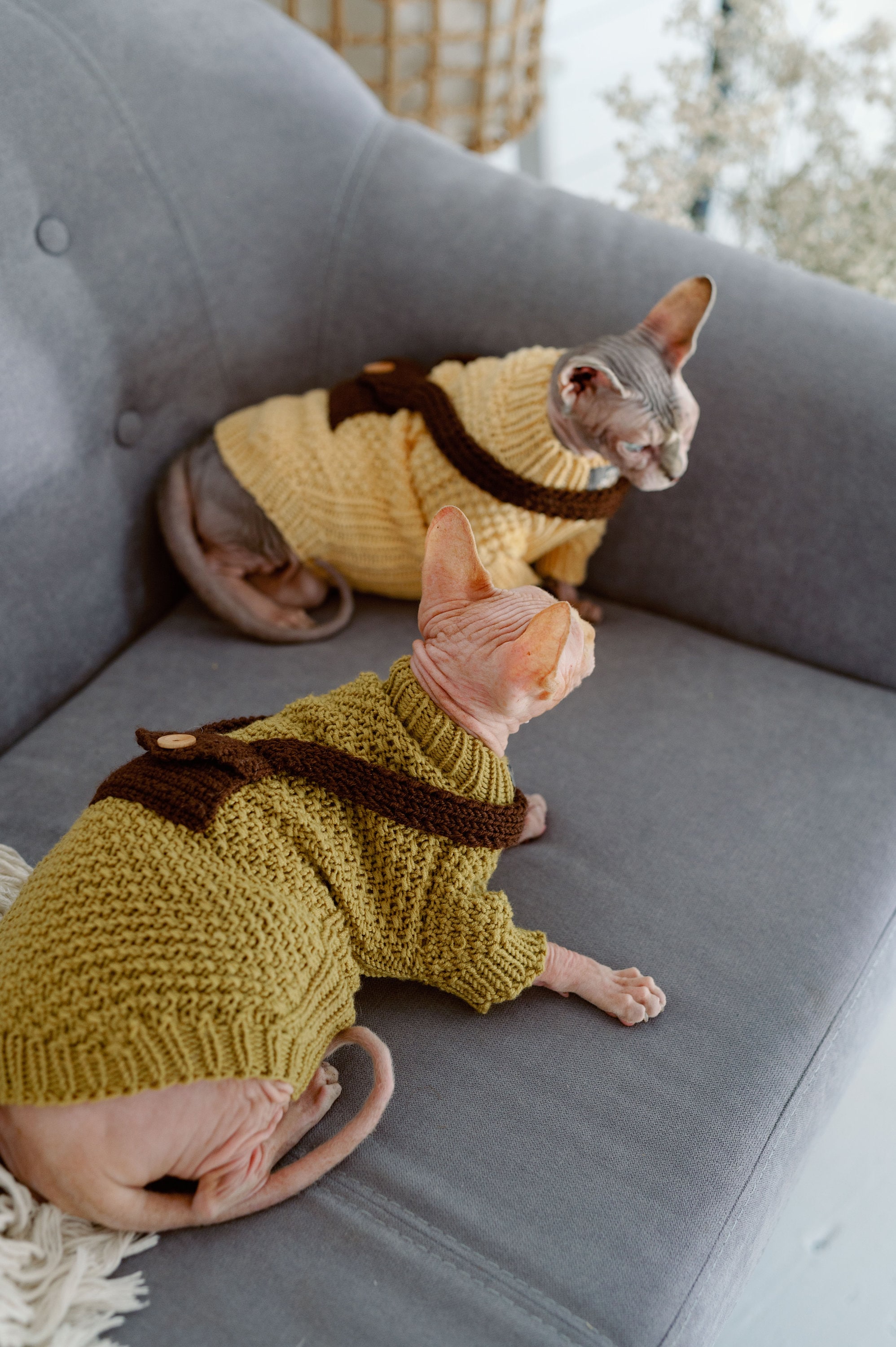 Hairless Cat Do Cats Wear Sweaters Kitty Cute Hairless Cats In