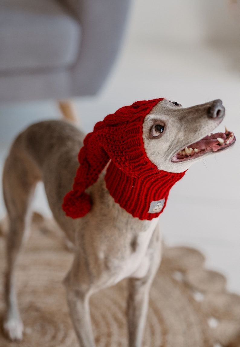 May include: A grey whippet dog wearing a red knitted hat and scarf. The dog is looking up and has its mouth open.