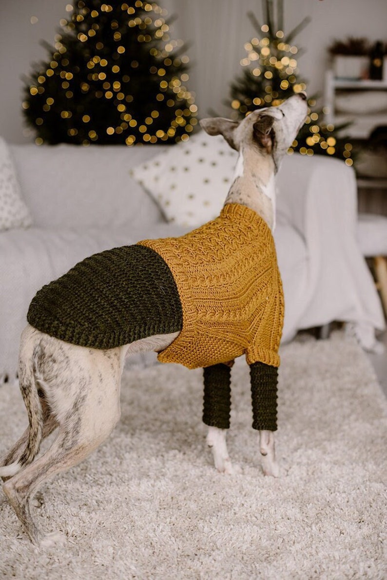 May include: A grey and white dog wearing a mustard yellow and dark green knitted sweater. The dog is standing on a white shag carpet.