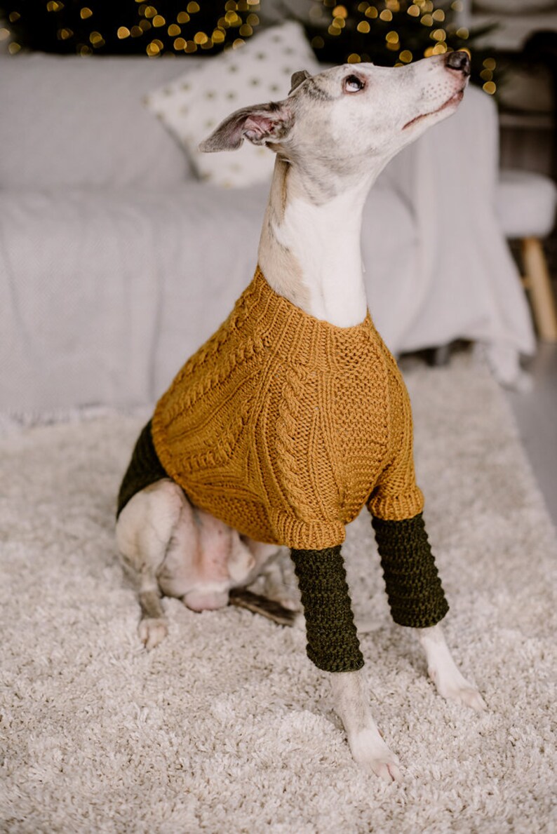 May include: A white and tan dog wearing a brown cable knit sweater with green sleeves. The dog is sitting on a white fluffy rug.