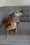Italian greyhound hat Whippet ear warmer Wool Hand knit snood Large dog scarf Striped hats for big dog product logo