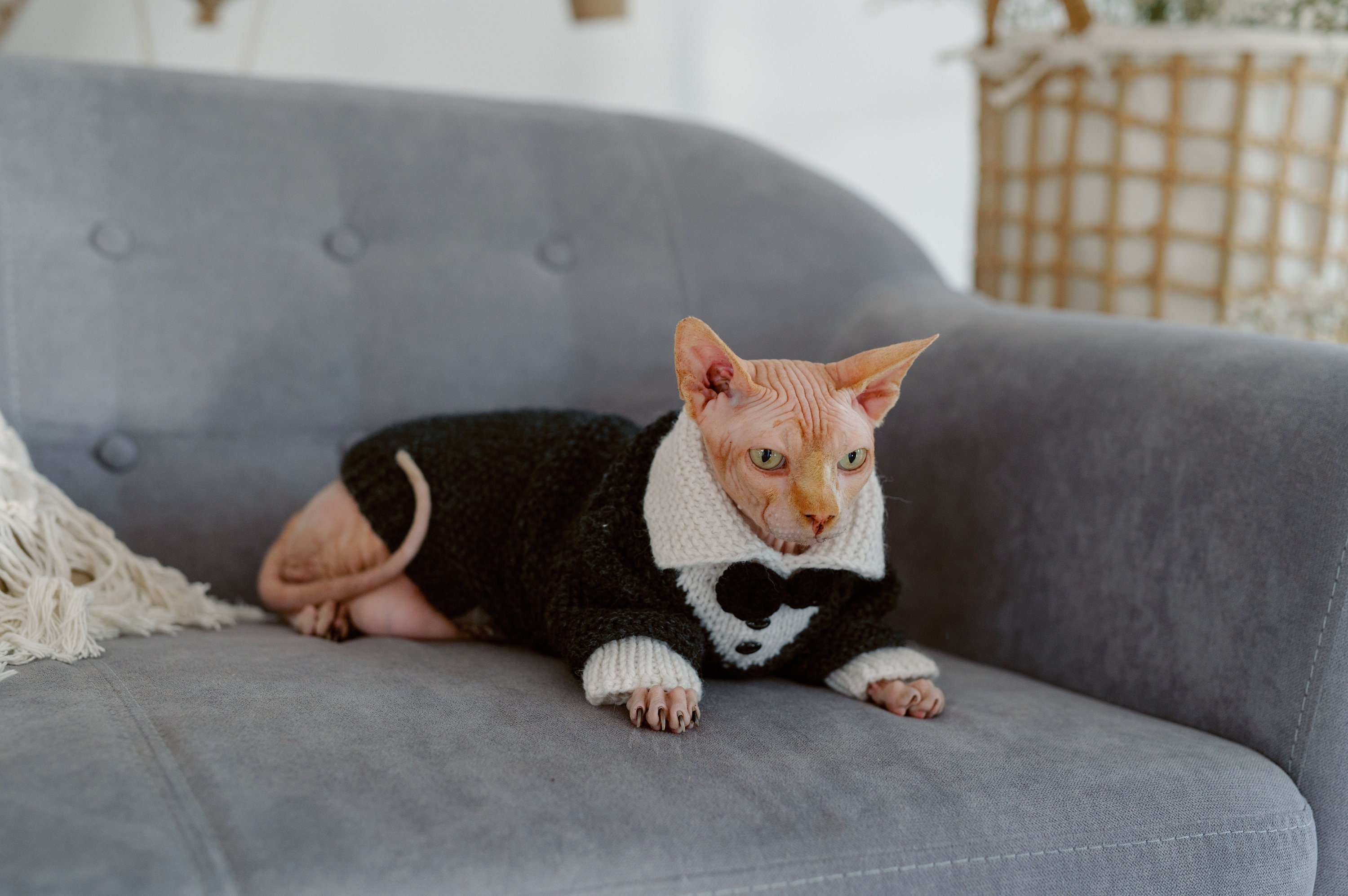Smoking Para Gato Sphynx DENTRUN - Traje Formal Com Gravata Borboleta