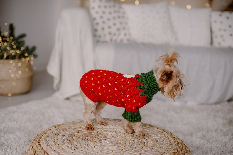Hand Knit Small Dog Strawberry Costume Wool Knit Yorkshire Etsy