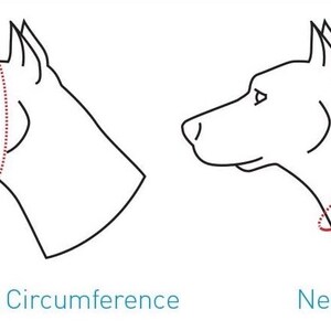 May include: Diagram showing how to measure a dog's head circumference and neck size. The head circumference is measured around the widest part of the dog's head, just behind the ears. The neck size is measured around the dog's neck, just below the ears.