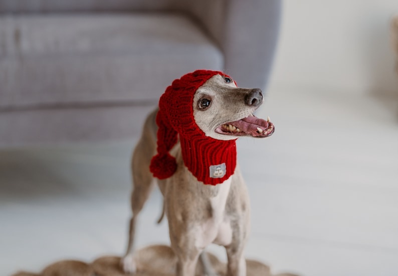 May include: A grey and white Italian Greyhound dog wearing a red knitted hat with a pom-pom. The dog is looking up and has its mouth open.