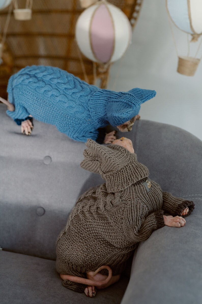 K&ouml;nnte beinhalten: Zwei haarlose Katzen tragen gestrickte Pullover. Eine Katze tr&auml;gt einen blauen Pullover und die andere einen braunen Pullover. Die Katzen sitzen auf einem grauen Sofa.