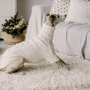 Könnte beinhalten: Ein hellbrauner Whippet-Hund trägt einen cremefarbenen Strickpullover und sitzt auf einem weißen, flauschigen Teppich. Der Hund schaut nach rechts aus dem Bild.