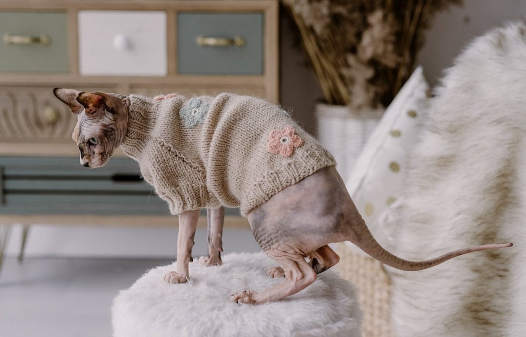 Devon Rex Pull En Poil De Chat Pull En Tricot à La Main Pour Chat