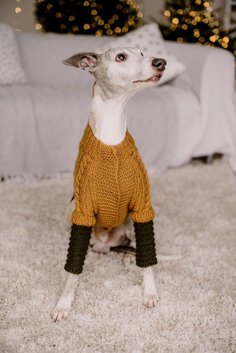 May include: A white and grey whippet dog wearing a brown knitted sweater with green knitted sleeves. The dog is sitting on a white fluffy rug.