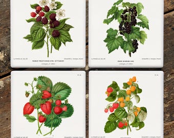 AJ Wendel Botanical Illustrations Ceramic Coaster Set (4 Options)