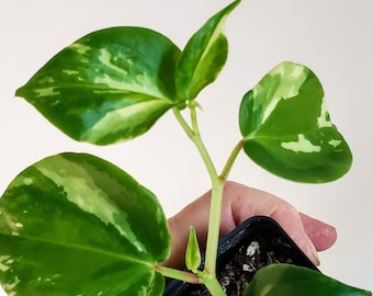 Crane's Flecked Peperomia, beautiful cream/yellow variegation, uncommon Peperomia