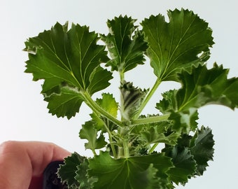 Lime Scented Geranium, bright citrus scent