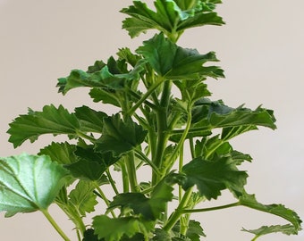 Strawberry Scented Geranium