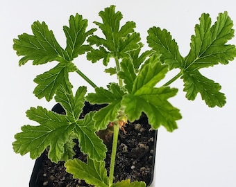 Peach Scented Geranium Plant, Large Leaf, Robust Grower