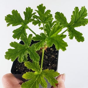 Peach Scented Geranium, robust grower with Peach Scented Leaves