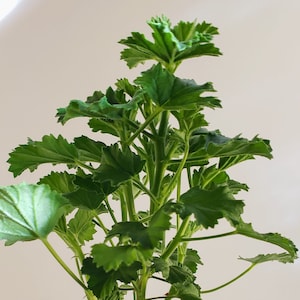 Strawberry Scented Geranium