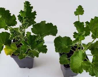 Ginger Scented Geranium, Leaves have a wonderful fragrance!