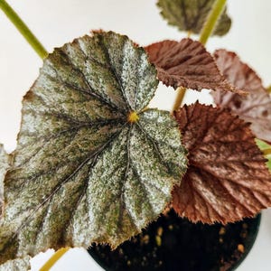 Begonia U489 Sport, unusual Begonia, beautiful silvery leaves