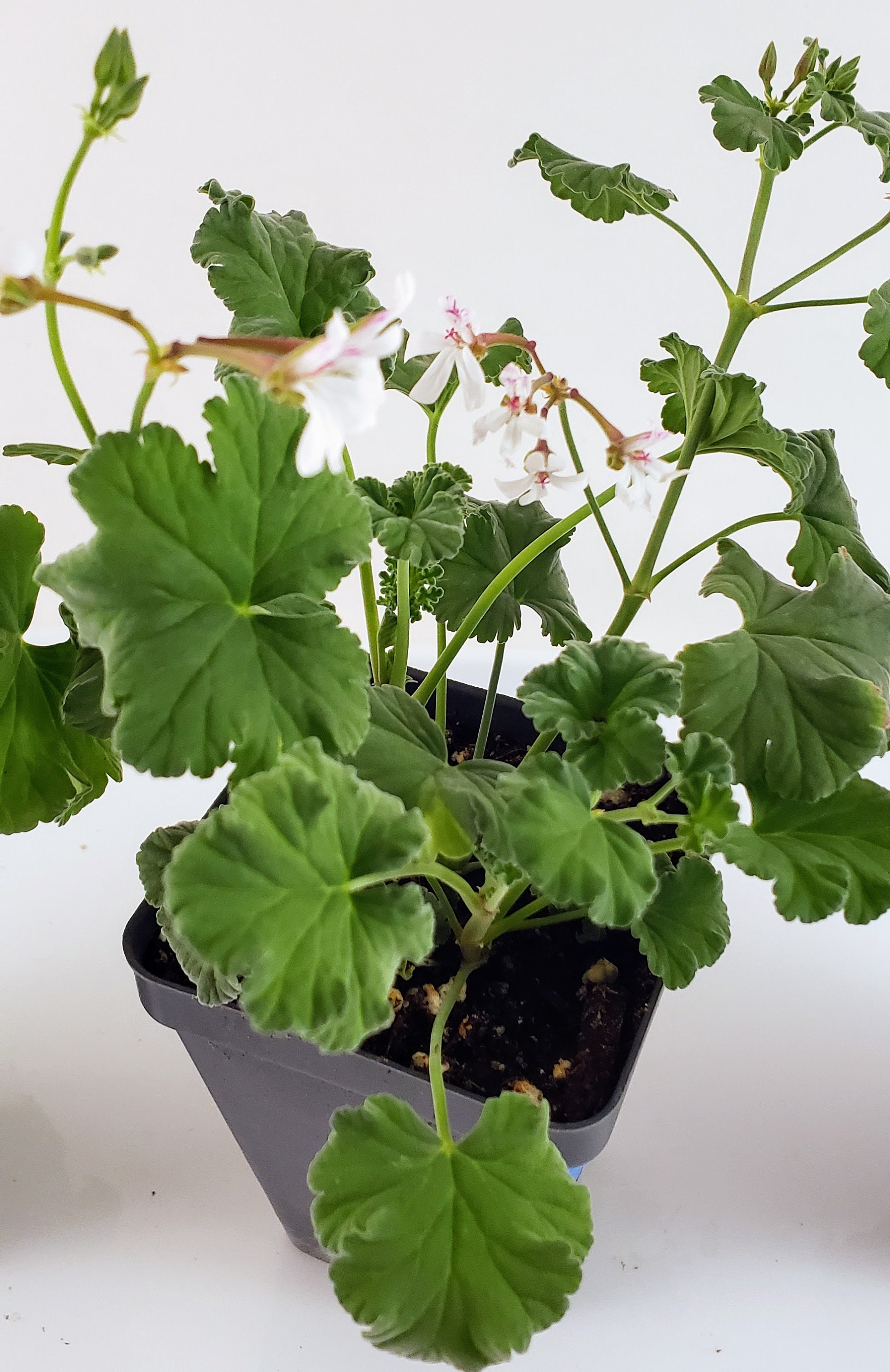 Nutmeg Scented Geranium Charming Plant Has Spicy Scented Etsy