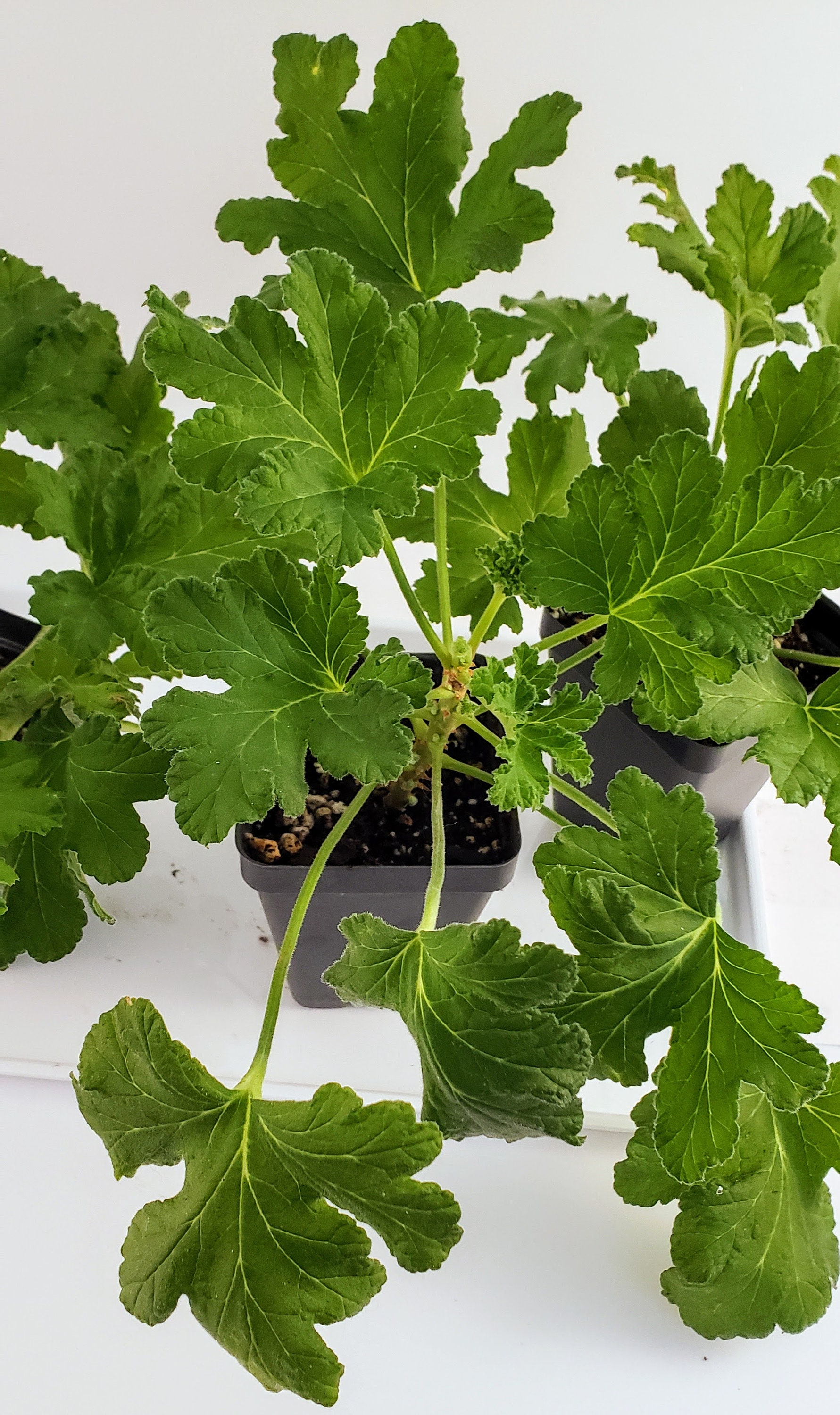 Sweet Mimosa Scented Geranium Pelargonium Starter Plant Etsy