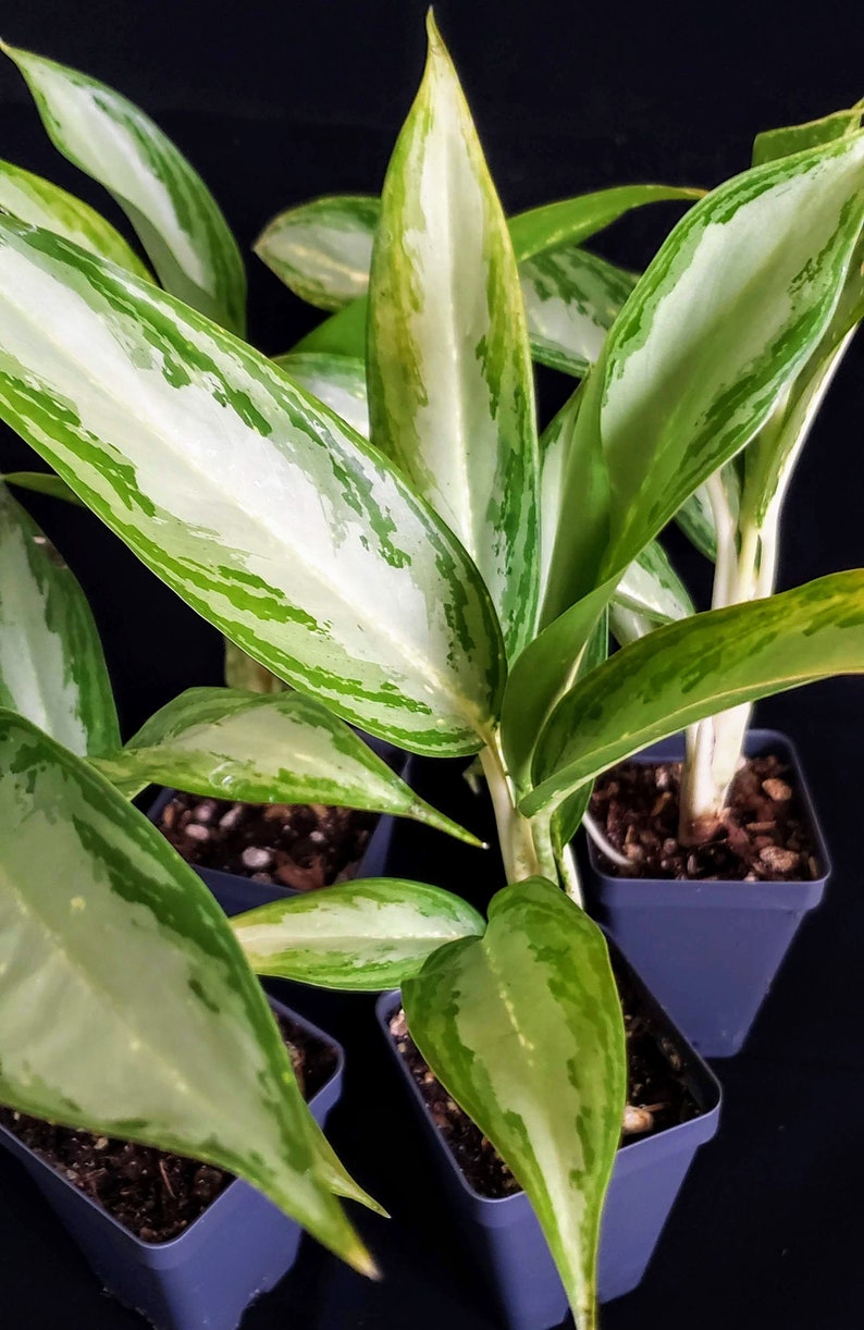  Aglaonema White Rain  Chinese Evergreen Plant Etsy